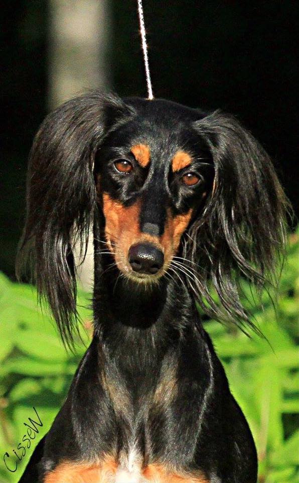 Haalah salukis best sale